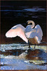 Panthera 0513 Terry Isaac Into the Light