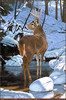 Panthera 0518  Brian Jarvi Solitary