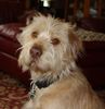 mutt