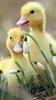 Lovely small ducks