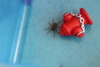 what kind of spider is this?