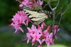 Common Butterfly Is Hybrid of Two Species [LiveScience 2011-09-14]