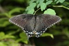 Common Butterfly Is Hybrid of Two Species [LiveScience 2011-09-14]