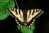 Common Butterfly Is Hybrid of Two Species [LiveScience 2011-09-14]