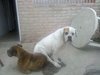 asiento canino