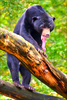 Sun bear (Helarctos malayanus)