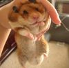 hamster