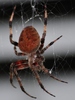 Need help identifying this spider