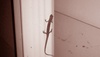 identify this reptile or amphibian