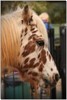 Appaloosa pony