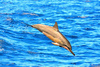 Spinner dolphin (Stenella longirostris)