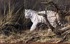 Panthera 0526 Alan M. Hunt Out from Cover
