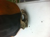 Strange Skull