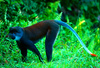 Sun-tailed monkey (Cercopithecus solatus)