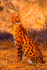Serval (Felis serval)