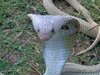 Cobra snake