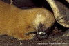 Siberian Weasel - Mustela sibirica