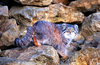 Pallas' cat (Felis manul)