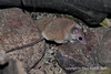 Oriental Spiny Mouse - Acomys dimidiatus