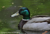 Male Mallard - Anas platyrhynchos