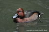 Ferruginous Duck - Aythya nyroca