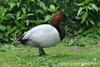 Canvasback - Aythya vallisneria