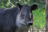 Baird's Tapir - Tapirus bairdii