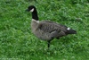 Aleutian Canada Goose - Branta canadensis leucopareia