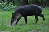 Baird's Tapir - Tapirus bairdii