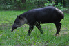 Baird's Tapir - Tapirus bairdii