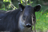 Baird's Tapir - Tapirus bairdii