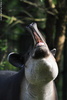 Baird's Tapir - Tapirus bairdii