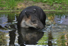 Baird's Tapir - Tapirus bairdii