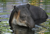 Baird's Tapir - Tapirus bairdii