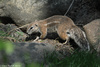 Cape Ground Squirrel - Xerus inauris