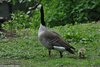 Giant Canada Goose - Branta canadensis maxima