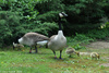 Giant Canada Goose - Branta canadensis maxima