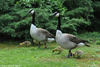 Giant Canada Goose - Branta canadensis maxima