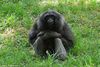 Bornean Gibbon - Hylobates muelleri