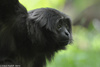 Bornean Gibbon - Hylobates muelleri