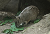 Rock Cavy - Kerodon rupestris