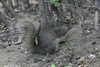 Pére David's Rock Squirrel - Sciurotamias davidianus