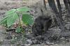 Pére David's Rock Squirrel - Sciurotamias davidianus