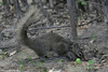 Pére David's Rock Squirrel - Sciurotamias davidianus