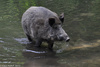 Wild Boar - Sus scrofa