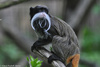 Bearded Emperor Tamarin - Saguinus imperator subgrisescens