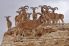 Libyan Barbary Sheep - Ammotragus lervia fassini
