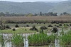 Black Domestic Water Buffalo - Bubalus bubalis