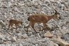 Nubian Ibex - Capra nubiana