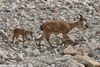 Nubian Ibex - Capra nubiana